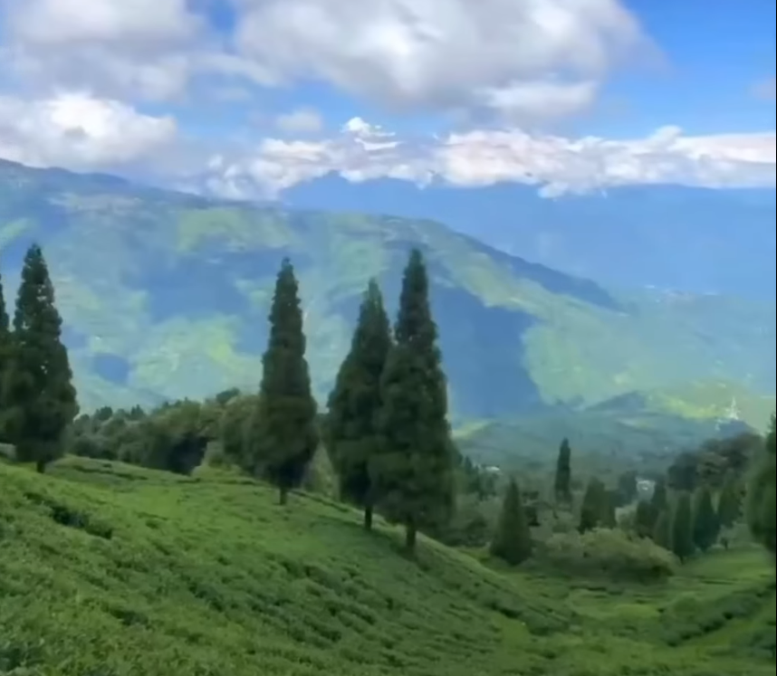 Darjeeling Riding the Toy Train Through Tea and Cloud