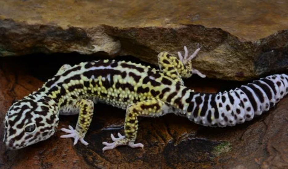 Two New Gecko Species Discovered in Telangana's Rocky Habitats