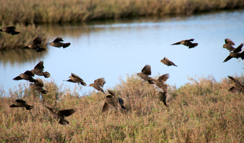 Palo Alto Builds 500-Foot Living Levee to Fight Rising Seas