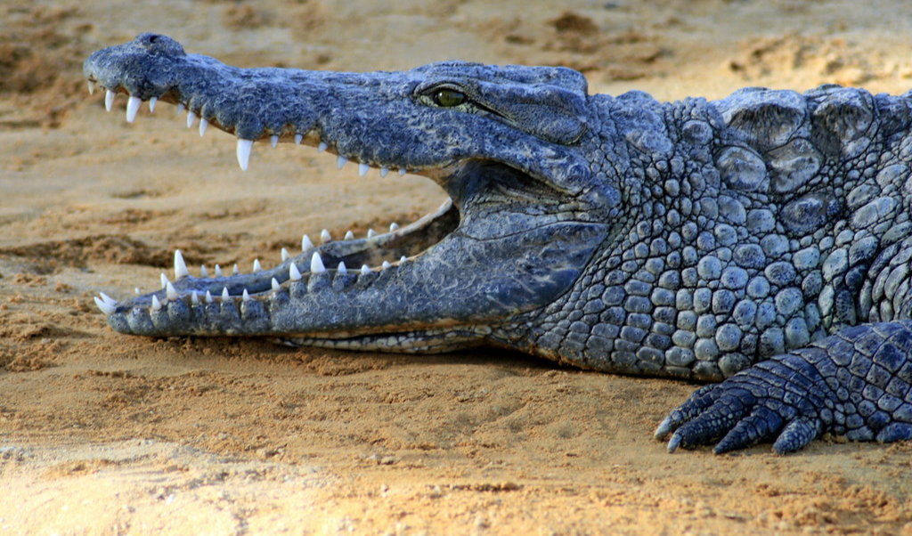 10 Nile Crocodiles Hatch Naturally in France as Heat Soars