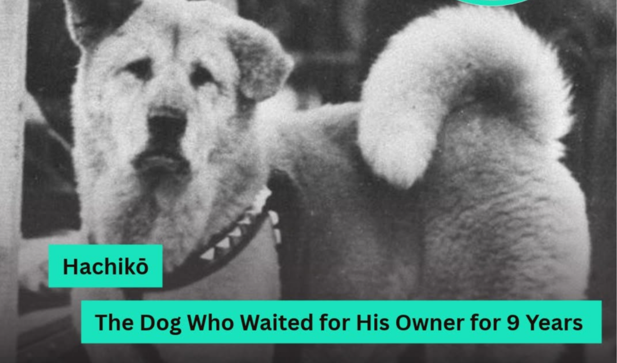 Hachikō The True Story of Japan's Loyal Dog