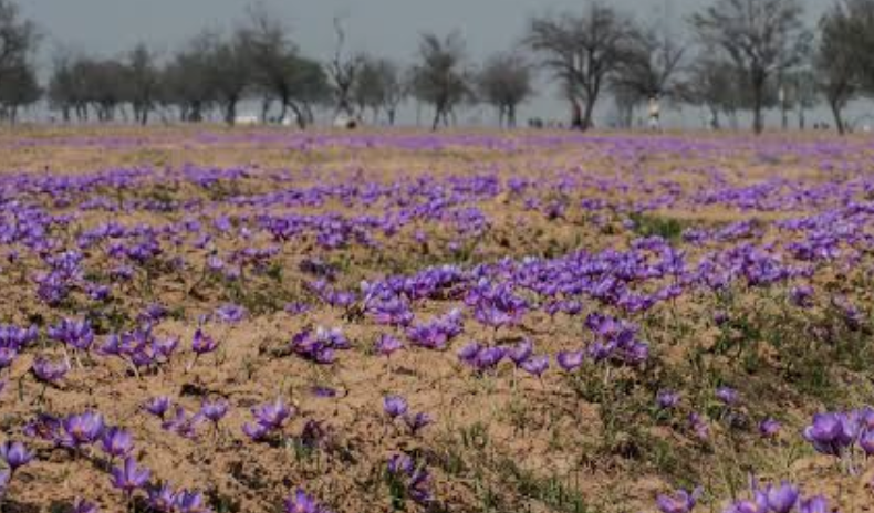 Ladakh Begins 90,000 Corm Saffron Plantation Experiment in Leh